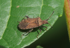 Anoplocerus luteus