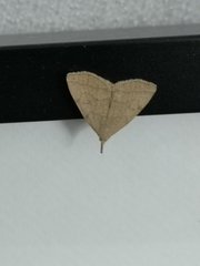 Pechipogo strigilata