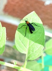 Plecia americana