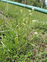 Galium pumilum