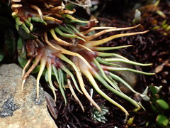 Oreobolus pectinatus