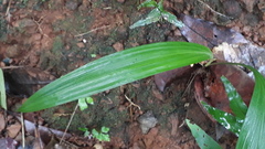 Curculigo orchioides