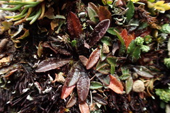 Plantago novae-zelandiae