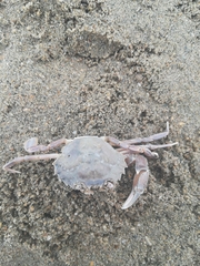 Liocarcinus