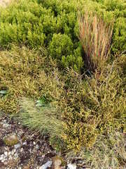 Lepidothamnus laxifolius