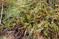 Astelia linearis