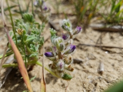 Lupinus nipomensis