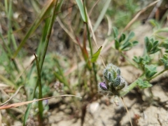 Lupinus nipomensis