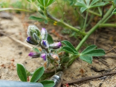 Lupinus nipomensis