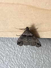 Phalaenophana pyramusalis