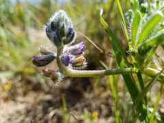 Lupinus nipomensis