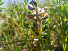 Lupinus nipomensis