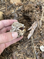 Sarcosphaera coronaria