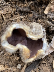 Sarcosphaera coronaria