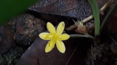 Curculigo orchioides