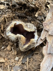 Sarcosphaera coronaria