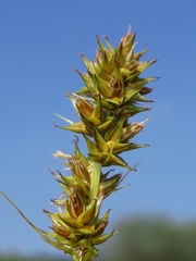 Carex vulpina