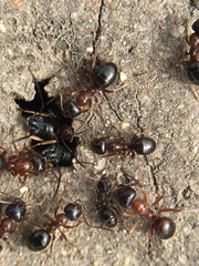 Formica subpolita