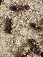 Formica subpolita