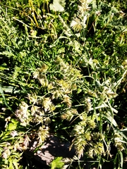 Dactylis glomerata