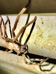 Neosparassus patellatus