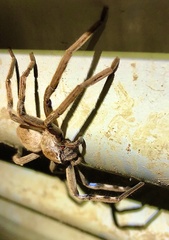 Neosparassus patellatus