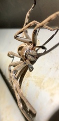 Neosparassus patellatus