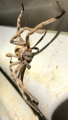 Neosparassus patellatus