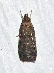 Helcystogramma melantherella