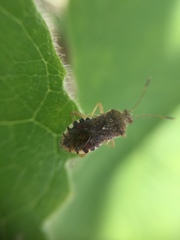 Rhopalus sapporensis