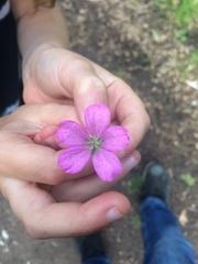 Geranium sylvaticum