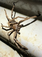 Neosparassus patellatus