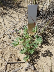 Lupinus nipomensis