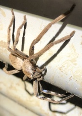 Neosparassus patellatus
