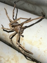 Neosparassus patellatus