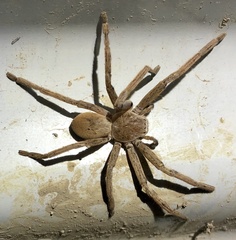 Neosparassus patellatus