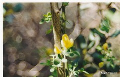 Adenocarpus complicatus