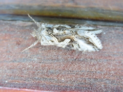 Cornutiplusia circumflexa