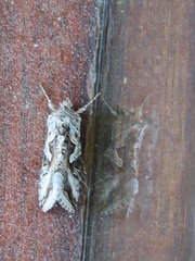 Cornutiplusia circumflexa