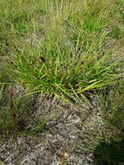 Carex vulpina