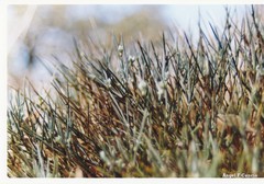 Echinospartum ibericum