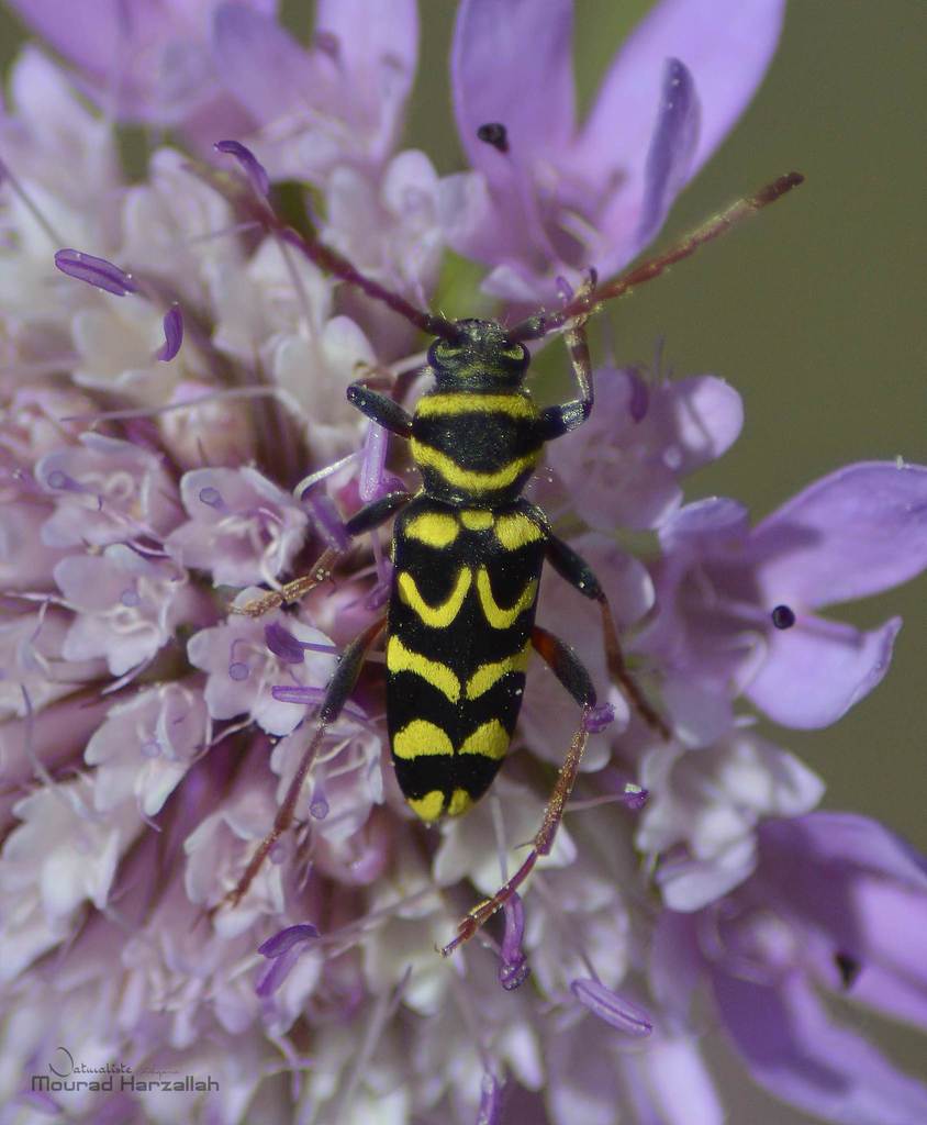Neoplagionotus scalaris