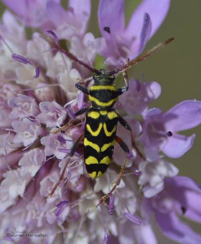 Neoplagionotus scalaris