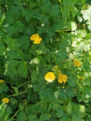Ranunculus repens