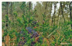 Adenocarpus complicatus