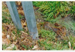 Ranunculus omiophyllus