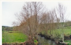 Alnus lusitanica