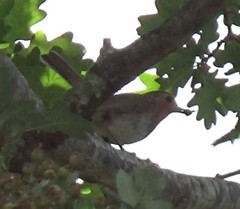 Erithacus rubecula