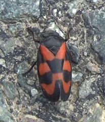 Cercopis vulnerata