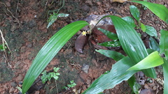 Curculigo orchioides